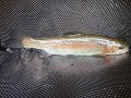 Cross Fork Trout5